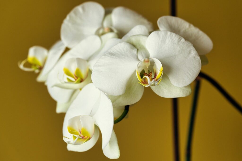 Les secrets pour un arrosage optimal de votre orchidée à la maison